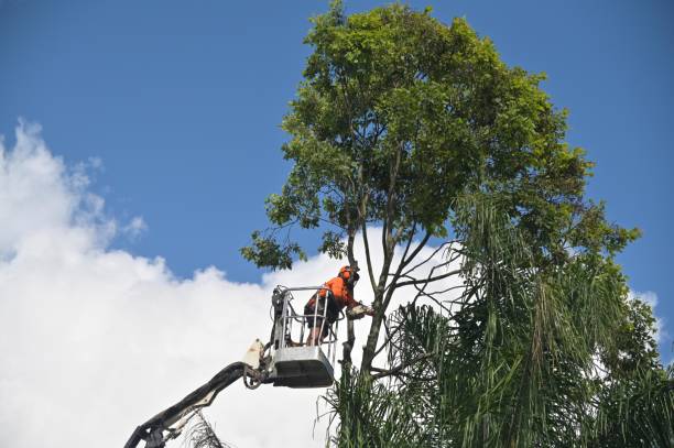 Best Weed Control  in USA